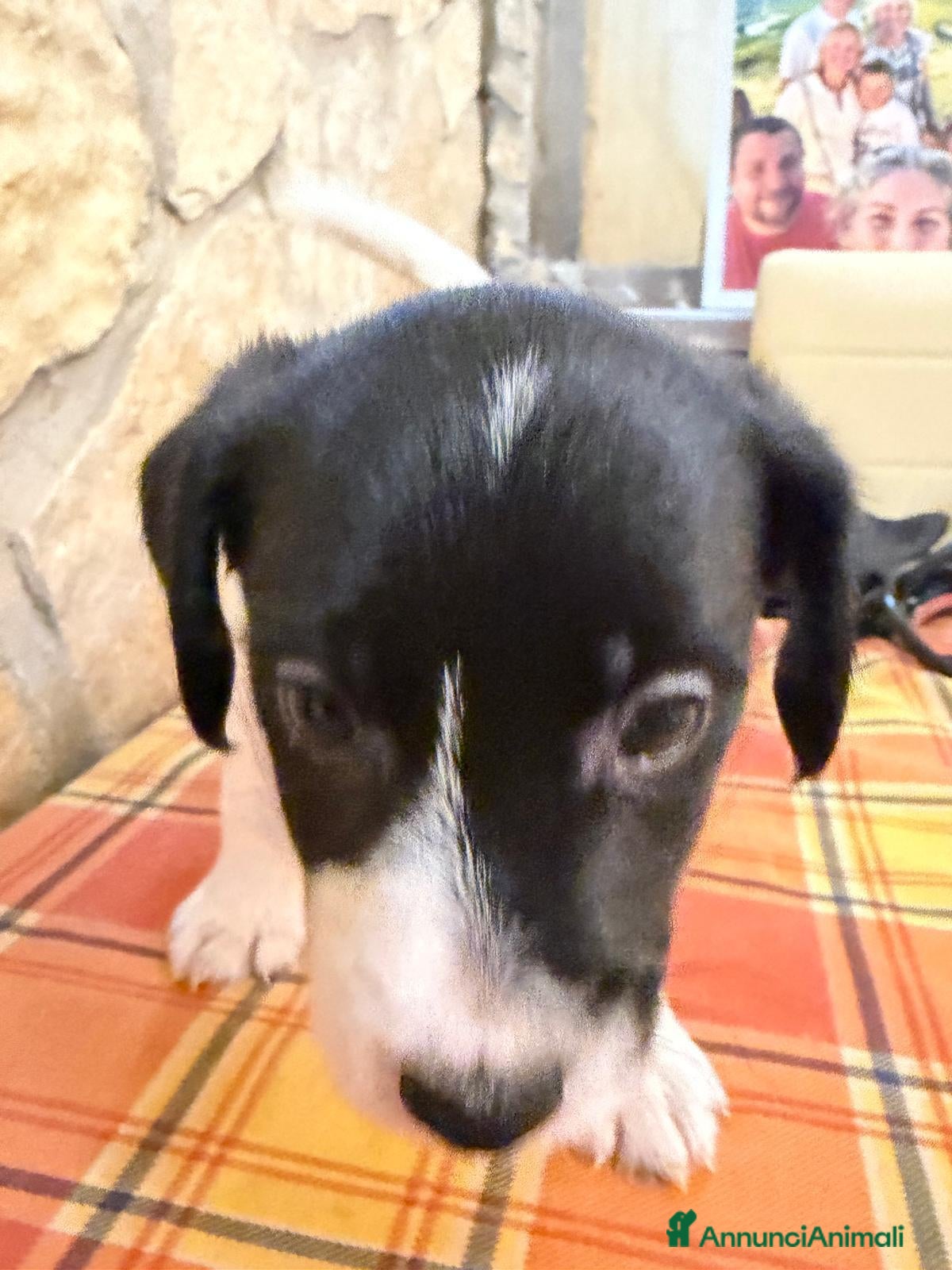 Jack Russell cani Cucciolata Jack Russell Riolo Terme - Annuncio 12