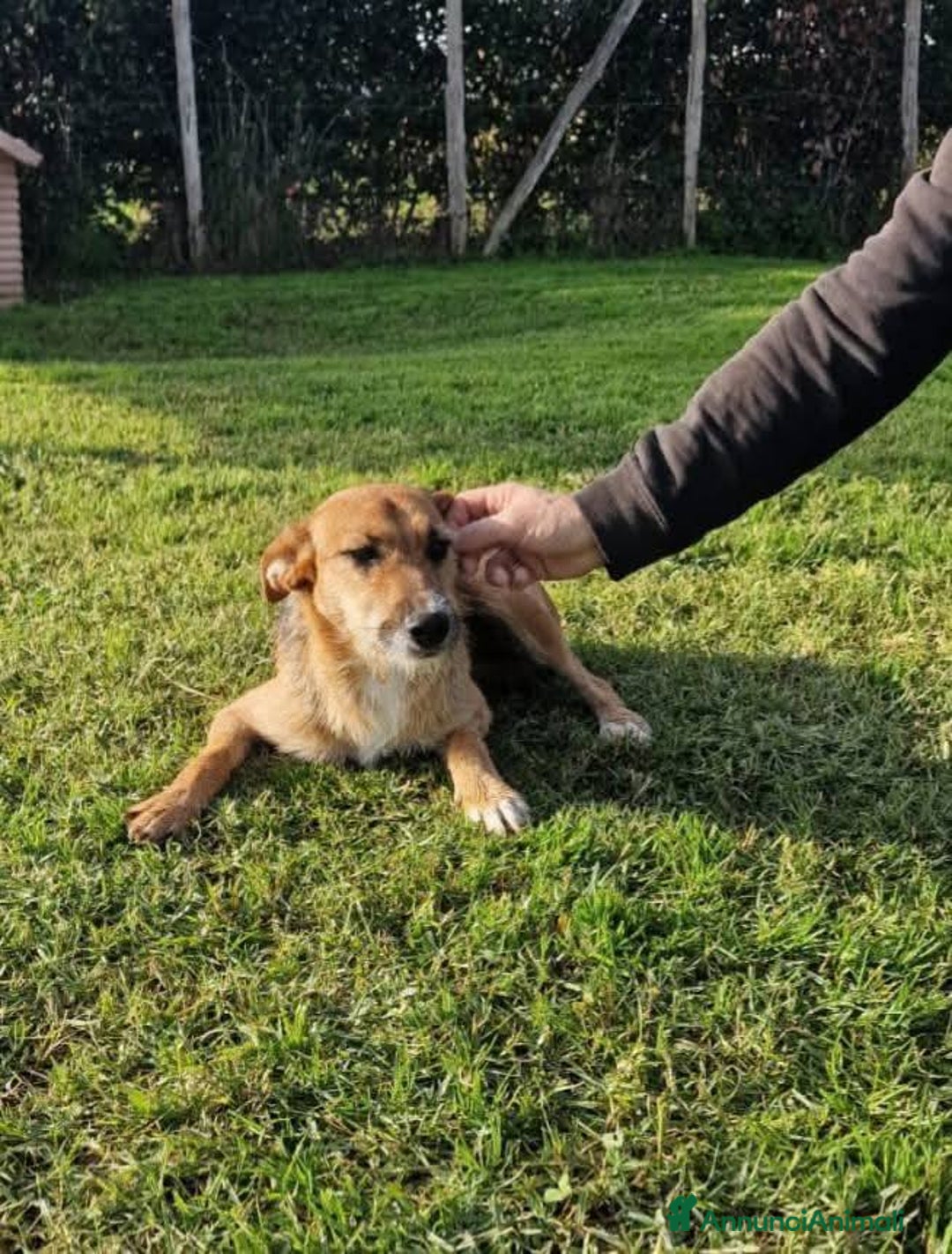 Meticcio cani in regalo: SUSY - UN PICCOLO TESORO IN ATTESA DI AMORE - Annuncio 5