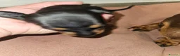 Bassotto Nano cani in vendita: Bassotto nero focato a Città metropolitana di Milano - Annuncio 11