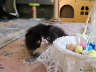 Persiano gatti Gatti persiani - Annuncio 2