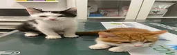 Meticcio gatti in regalo: Gattini e mamma gatta  - Annuncio 4