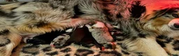 Australian Shepherd cani in vendita: black tricolor australian shepherd  - Annuncio 2