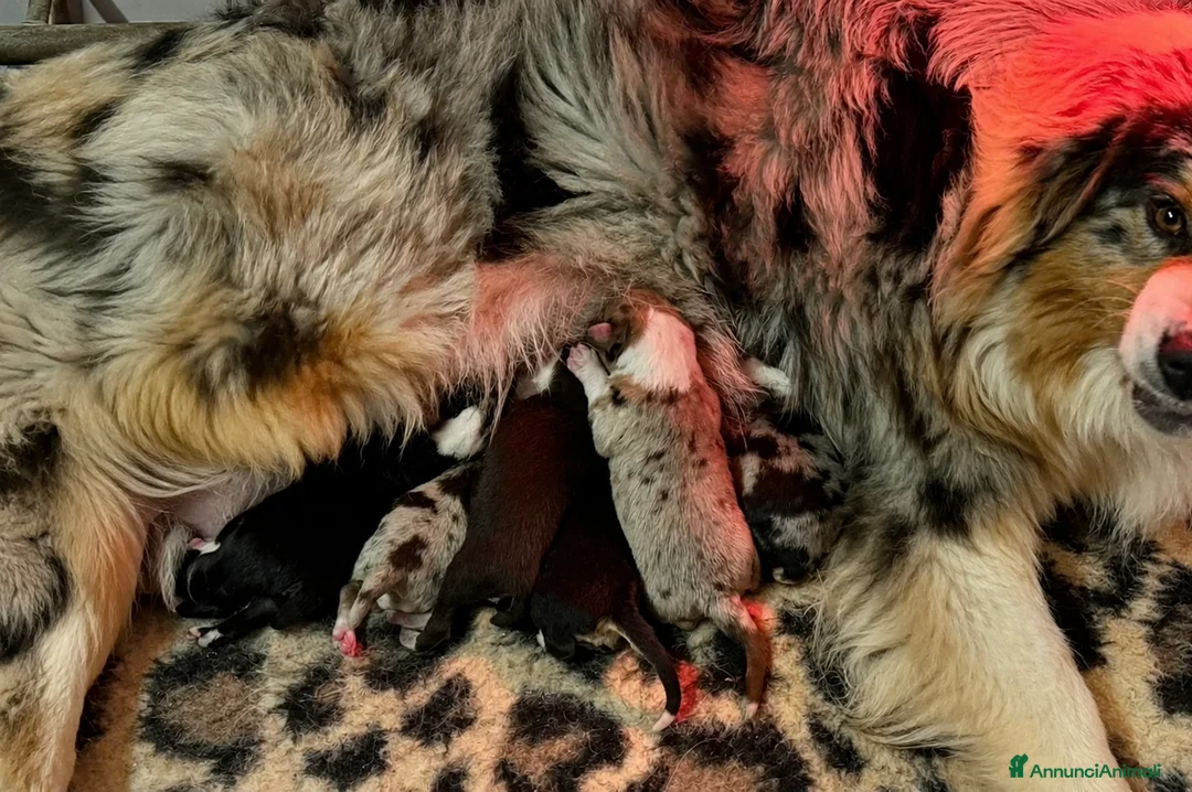 Australian Shepherd cani in vendita: black tricolor australian shepherd  - Annuncio 2