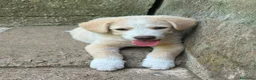 Meticcio cani in regalo: Elio aspetta la sua famiglia ❤️ a Città Metropolitana di Bologna - Annuncio 6