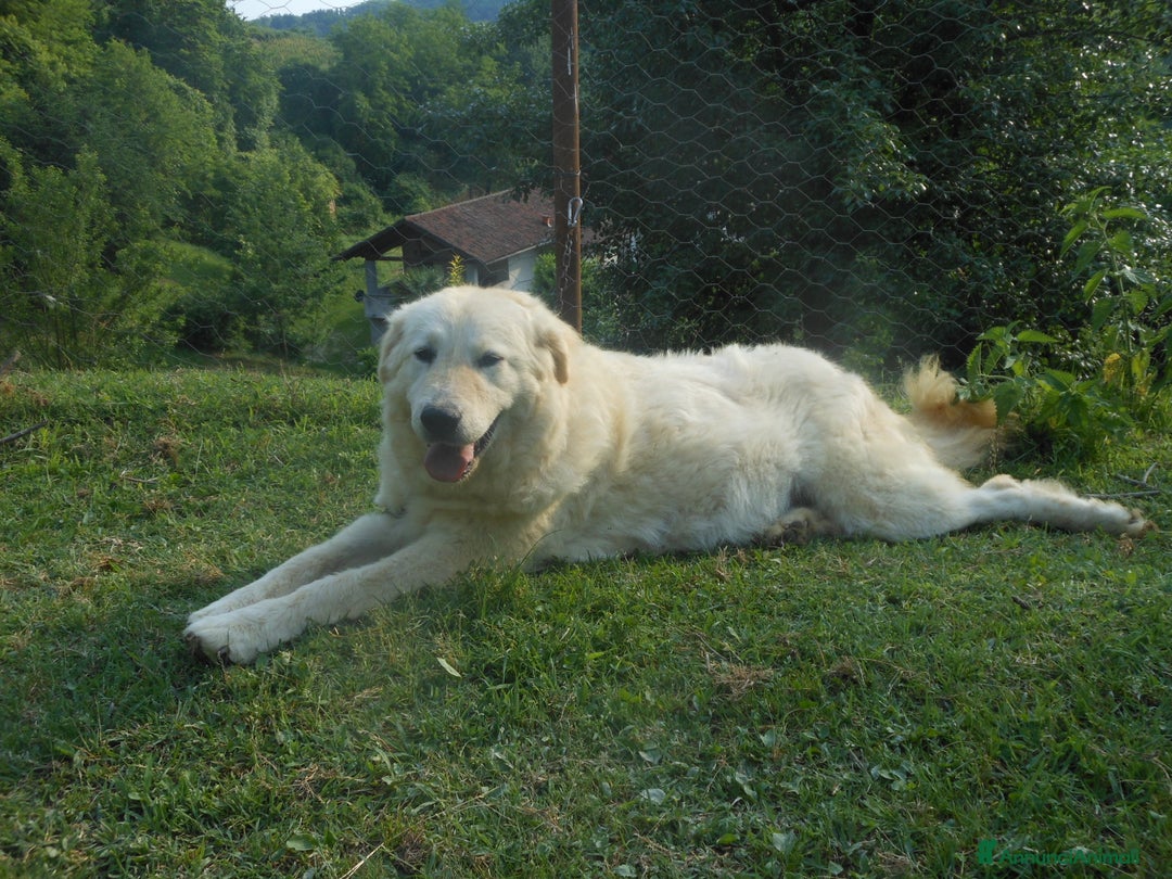 Pastore Maremmano cani in vendita: cuccioli di pastore maremmano abruzzese  - Annuncio 33