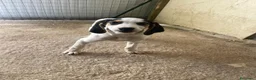 Meticcio cani in regalo: SELENINA ASPETTA TE a Città metropolitana di Roma Capitale - Annuncio 7