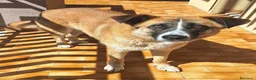 Meticcio cani in regalo: Ambra 4 anni Taglia grande - Annuncio 4
