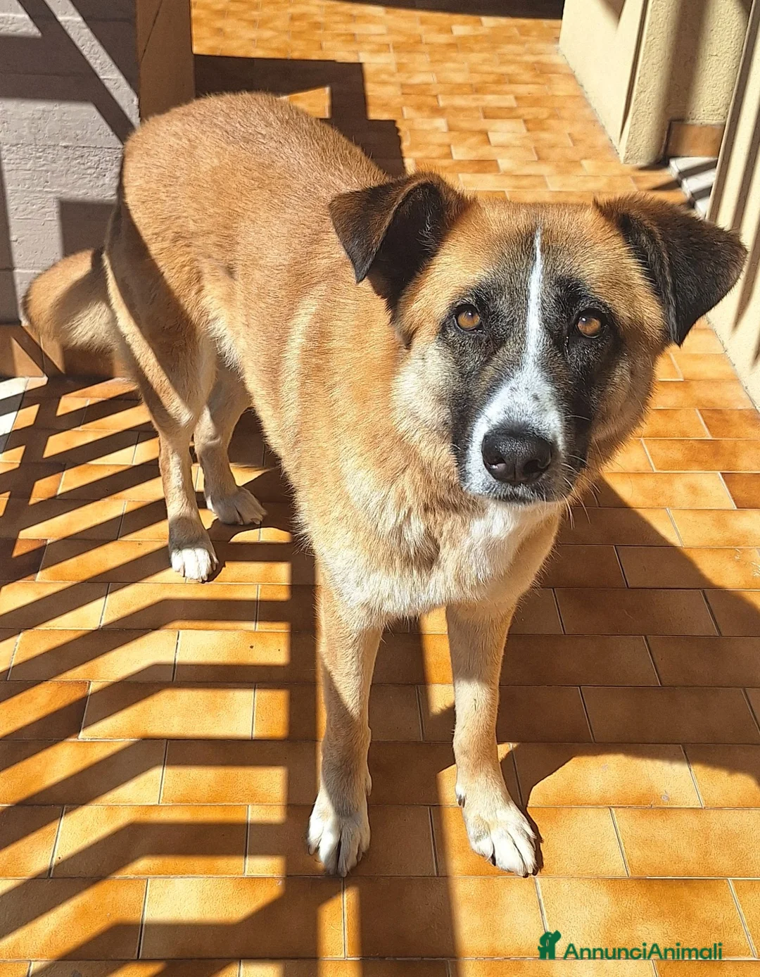 Meticcio cani in regalo: Ambra 4 anni Taglia grande - Annuncio 4