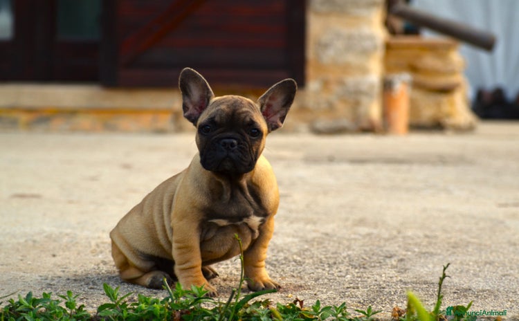 Bulldog Francese cani a Provincia di Treviso - Annuncio 12