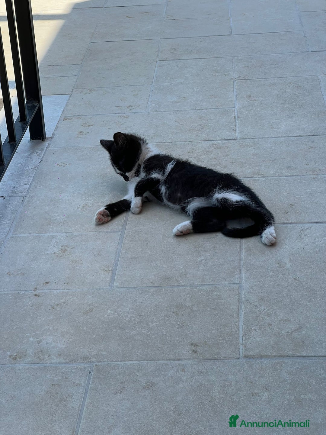 Europeo gatti in regalo: Gattina bellissima cerca casa a Provincia di Frosinone - Immagine 3