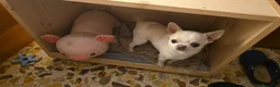 Chihuahua cani per accoppiamento: chihuahua per monta - Annuncio 15