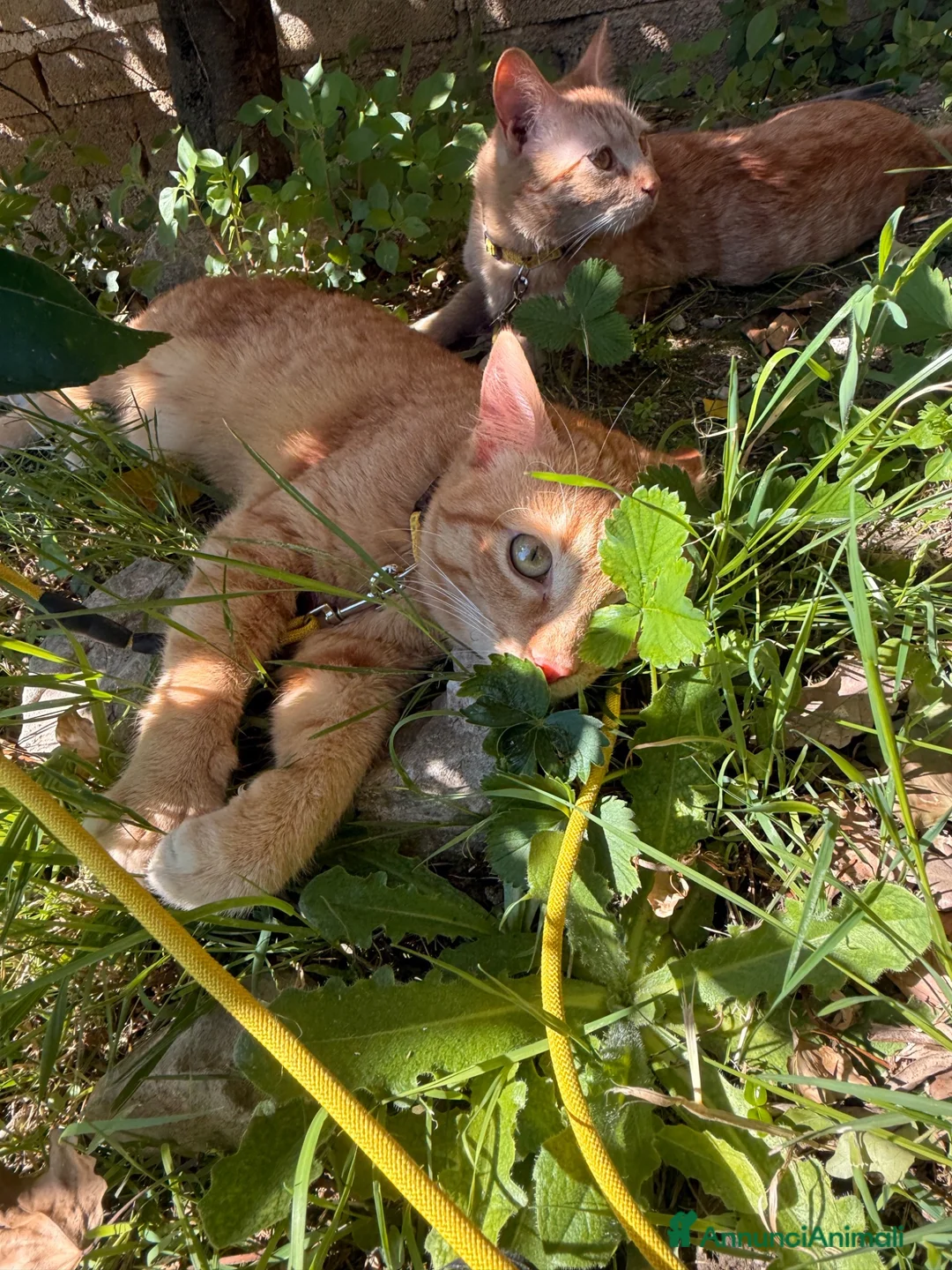 Altre razze gatti in regalo: Bellissimi Gattini arancioni cercano casa insieme  a Provincia di Frosinone - Annuncio 5