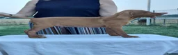 Vizsla cani in vendita: Ciccioli Vizsla  a Provincia di Parma - Annuncio 5
