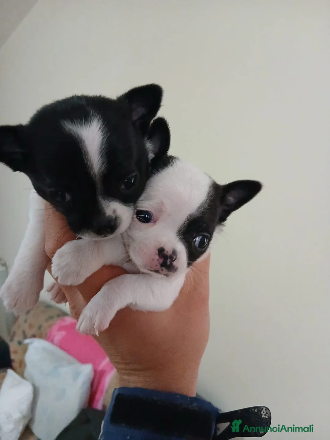 Chihuahua cani in vendita: Vendesi cuccioli di chihuahua - Annuncio 1