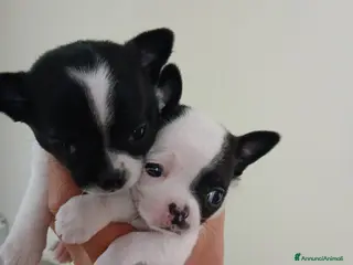 Chihuahua cani Vendesi cuccioli di chihuahua - Annuncio 2