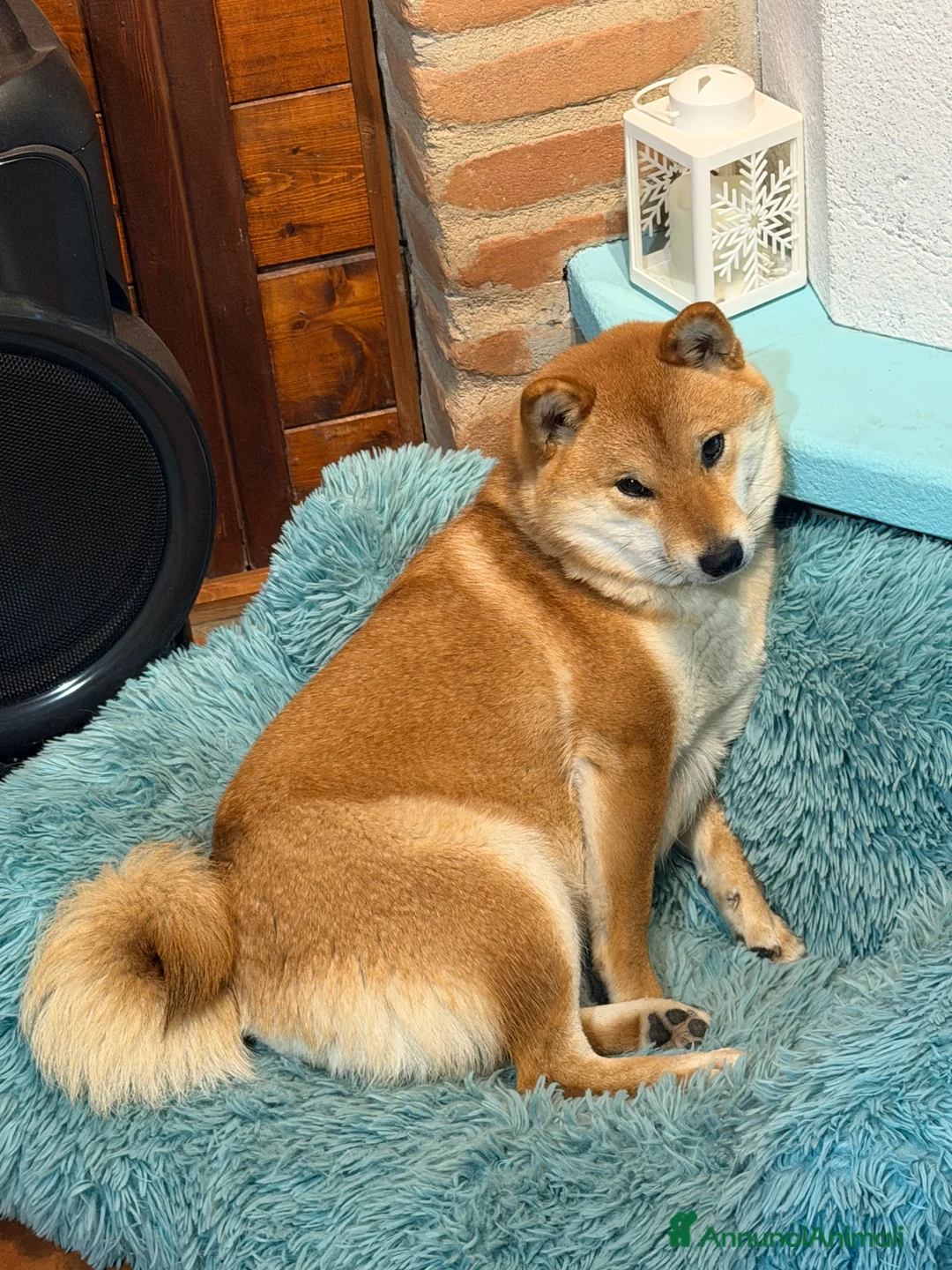 Shiba Inu cani in vendita: Cuccioli di shiba inu  - Annuncio 1