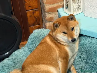 Shiba Inu cani Cuccioli di shiba inu - Annuncio 5