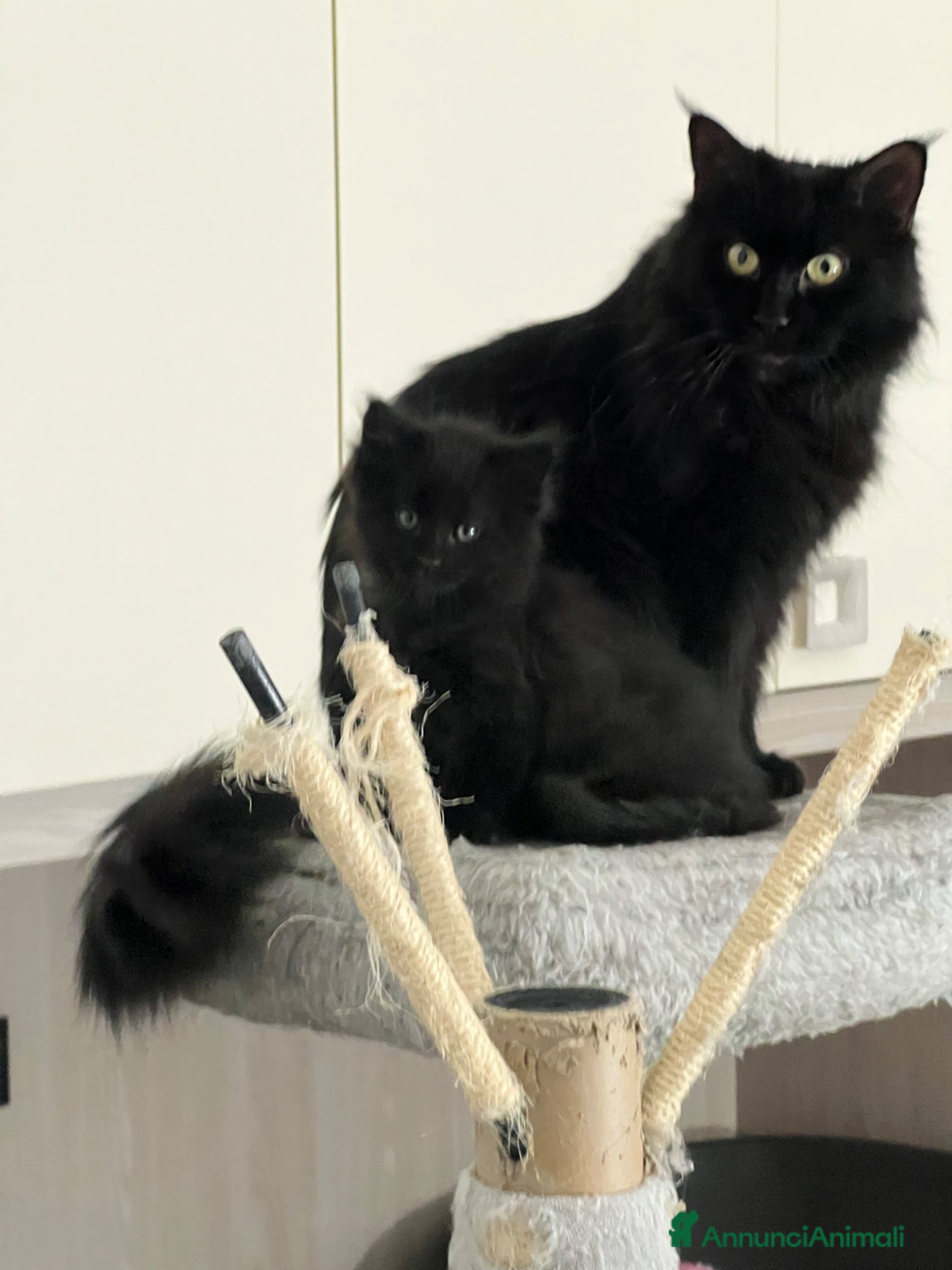 Maine Coon gatti Maine coon cuccioli pedigree ANFI - Annuncio 35