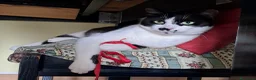 Europeo gatti in regalo: Jimmy, giocherellone e tutte fusa  a Provincia di Bergamo - Annuncio 1