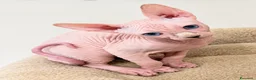 Sphynx gatti in vendita: Sphynx  - Annuncio 2