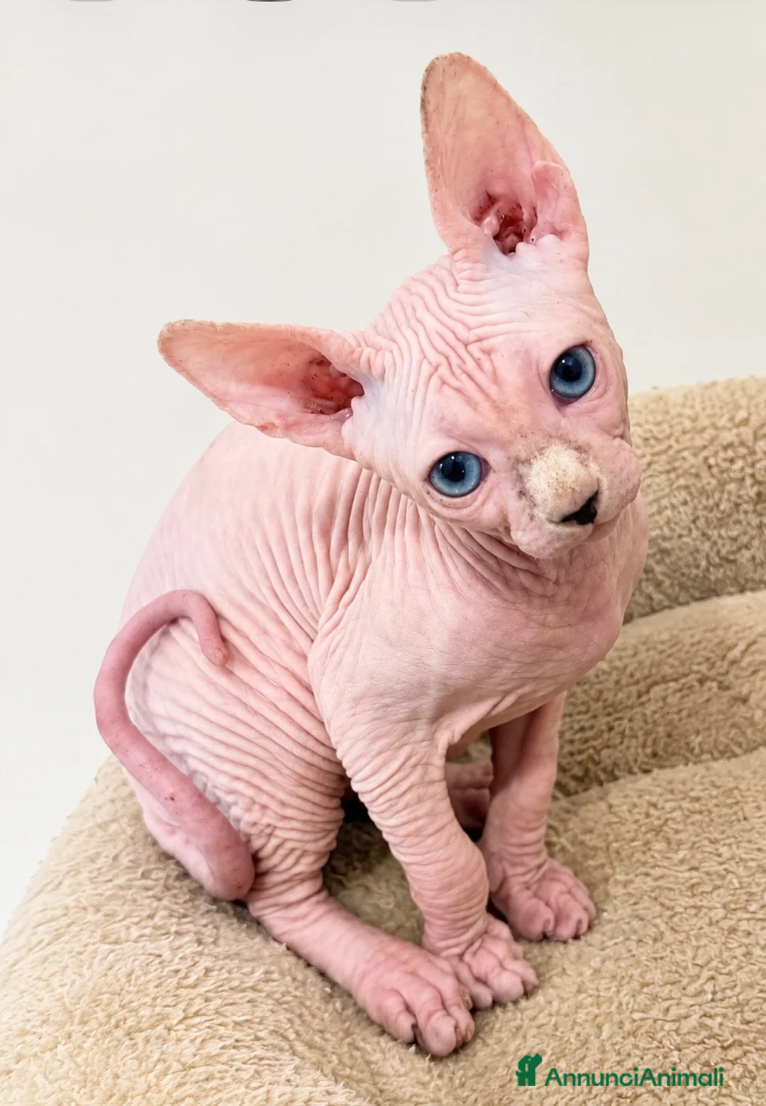 Sphynx gatti in vendita: Sphynx  - Annuncio 2