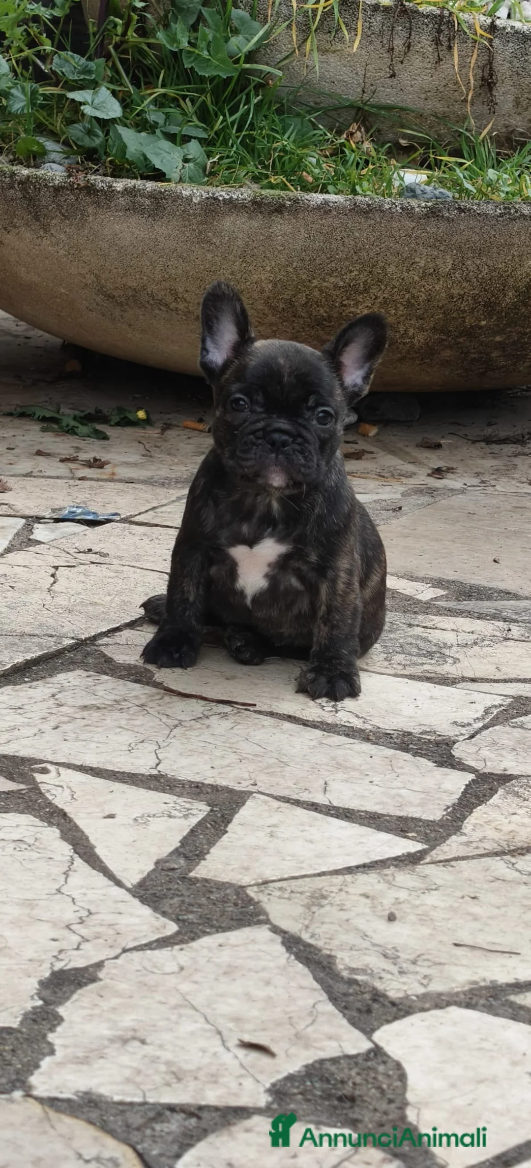 Bulldog Francese cani in vendita: Vendo cuccioli bulldog francese - Annuncio 3