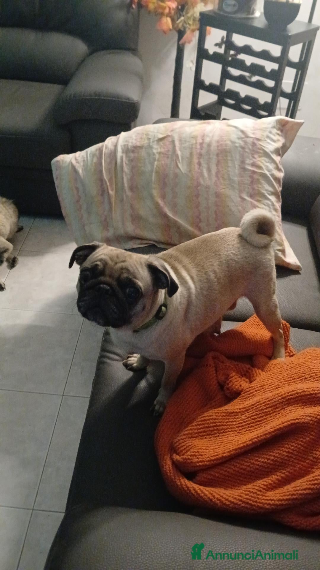 Carlino cani Cuccioli di Carlino Fulvi  - Annuncio 1