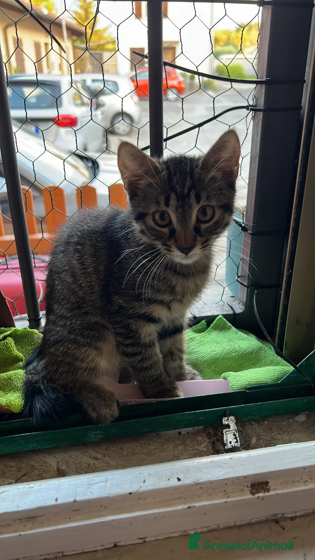 Altre razze gatti in regalo: Regalo gattini a Città Metropolitana di Firenze - Annuncio 3