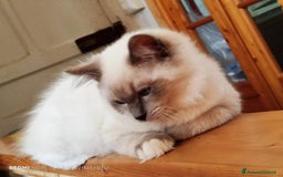 Ragdoll gatti in vendita: Ragdoll  cuccioli  a Torino - Immagine 3