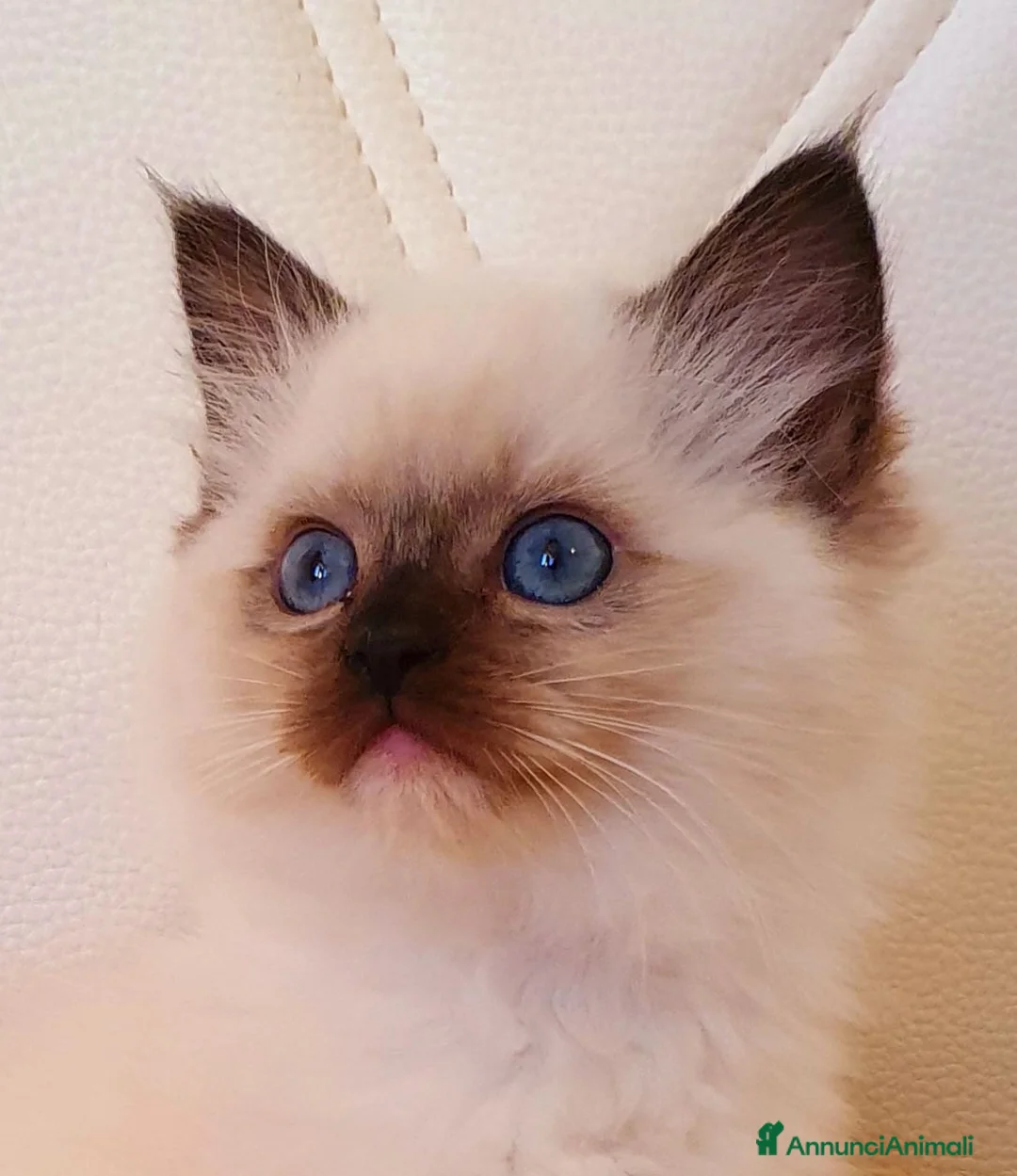 Ragdoll gatti in vendita: Ragdoll cuccioli  - Annuncio 1