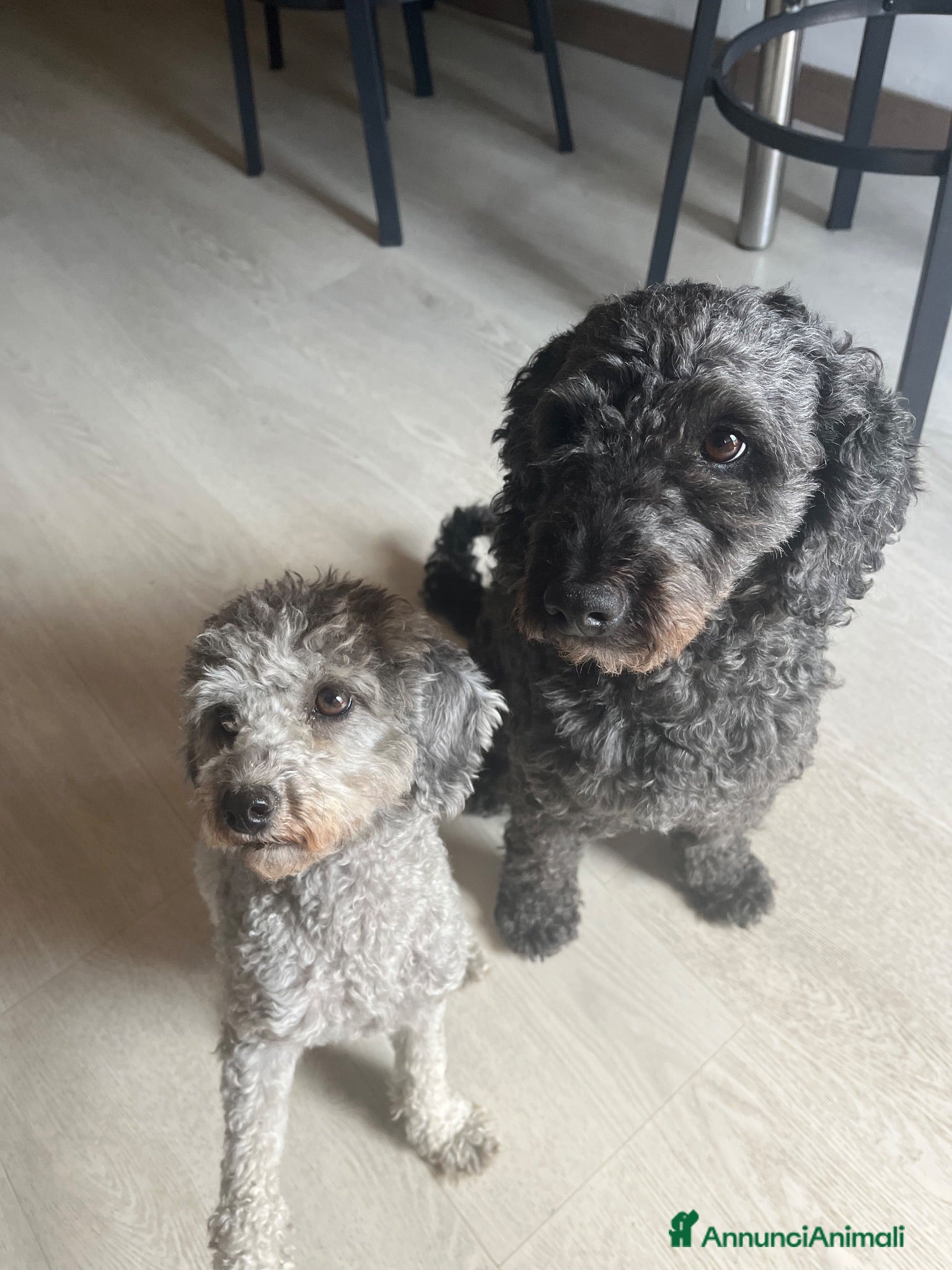 Meticcio cani cucciola - Annuncio 5