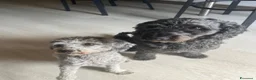 Meticcio cani in vendita: cucciola a Provincia di Pordenone - Annuncio 1