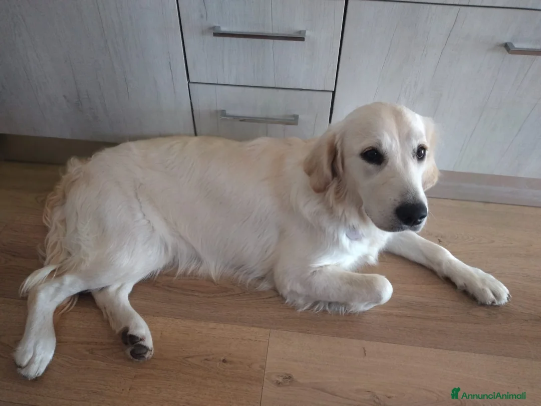 Golden Retriever cani in vendita: Vendesi cuccioli Golden Retriever - Annuncio 16