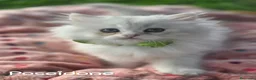 British gatti in vendita: Cuccioli British Golden e Silver - Annuncio 11