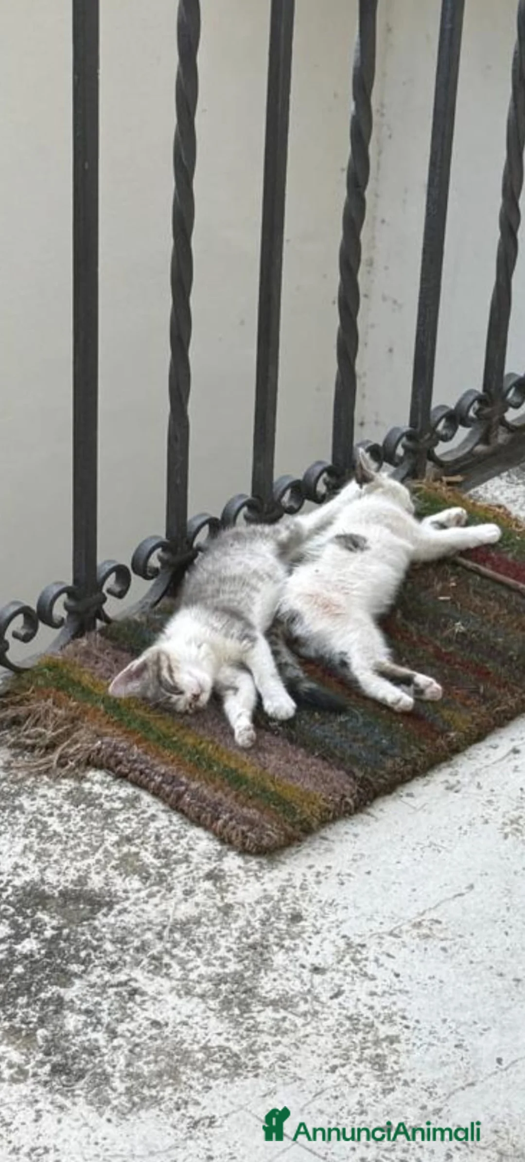 Meticcio gatti in regalo: GATTINI/E E GATTO ADULTO a Provincia di Monza e della Brianza - Annuncio 7