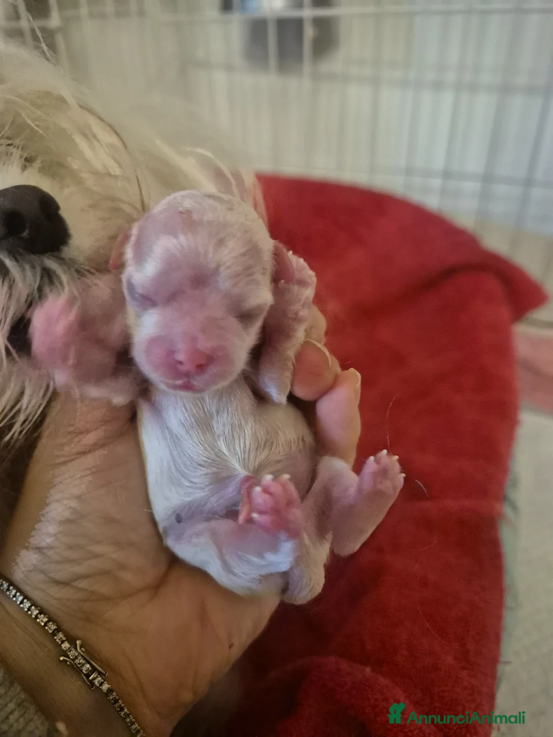 Maltese cani in vendita: Mini maltese  - Annuncio 2