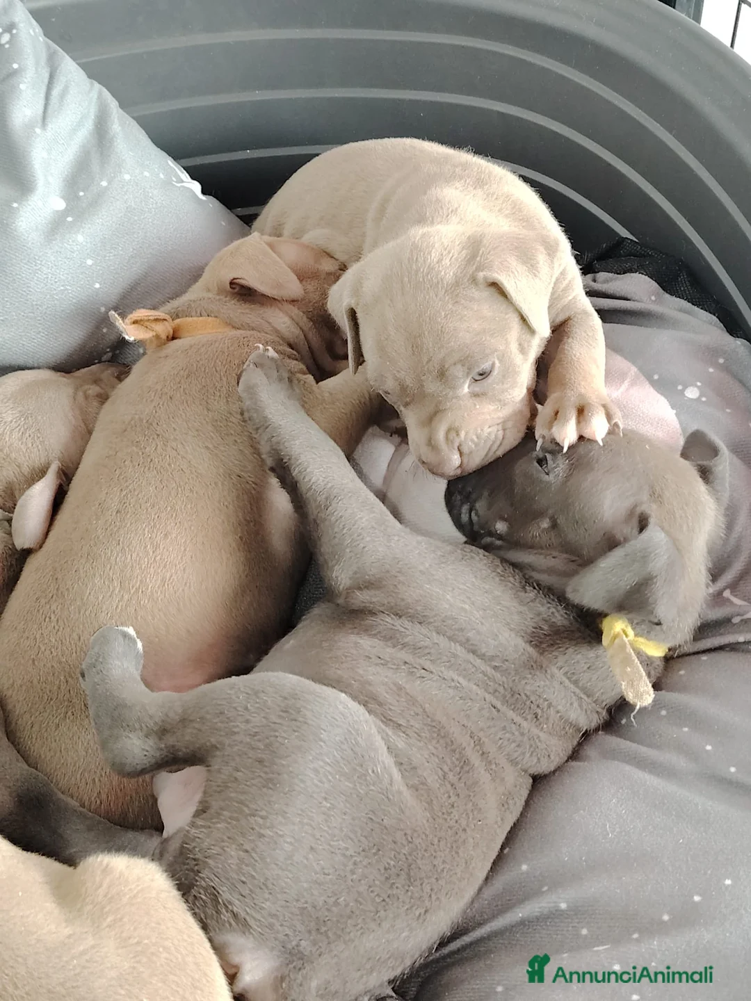 Pitbull cani in vendita: Meravigliosi e ricercati cuccioli di Pitbull - Annuncio 9