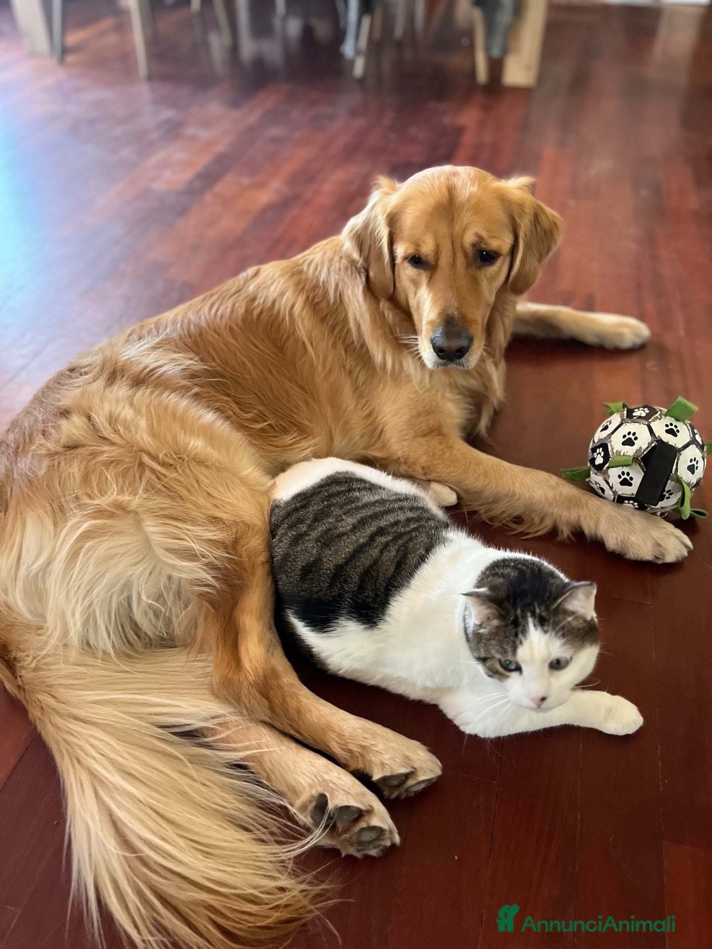 Golden Retriever cani Golden retriever Americano  per accoppiamento  - Annuncio 2
