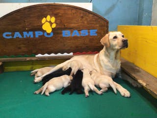 Labrador cani Cucciolo Labrador Nero - Annuncio 1