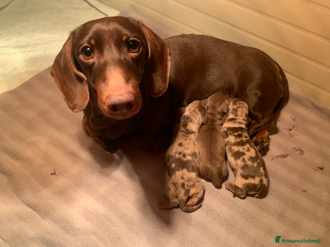 Bassotto cani in vendita: CUCCIOLO BASSOTTO NANO PELO CORTO - Annuncio 2