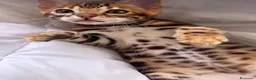 Bengala gatti in vendita: Splendidi cuccioli di bengala  - Annuncio 2