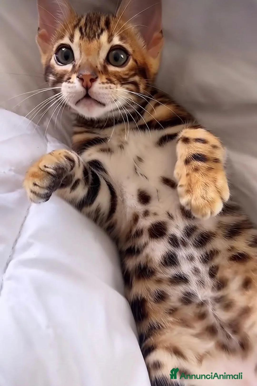Bengala gatti in vendita: Splendidi cuccioli di bengala  - Annuncio 2