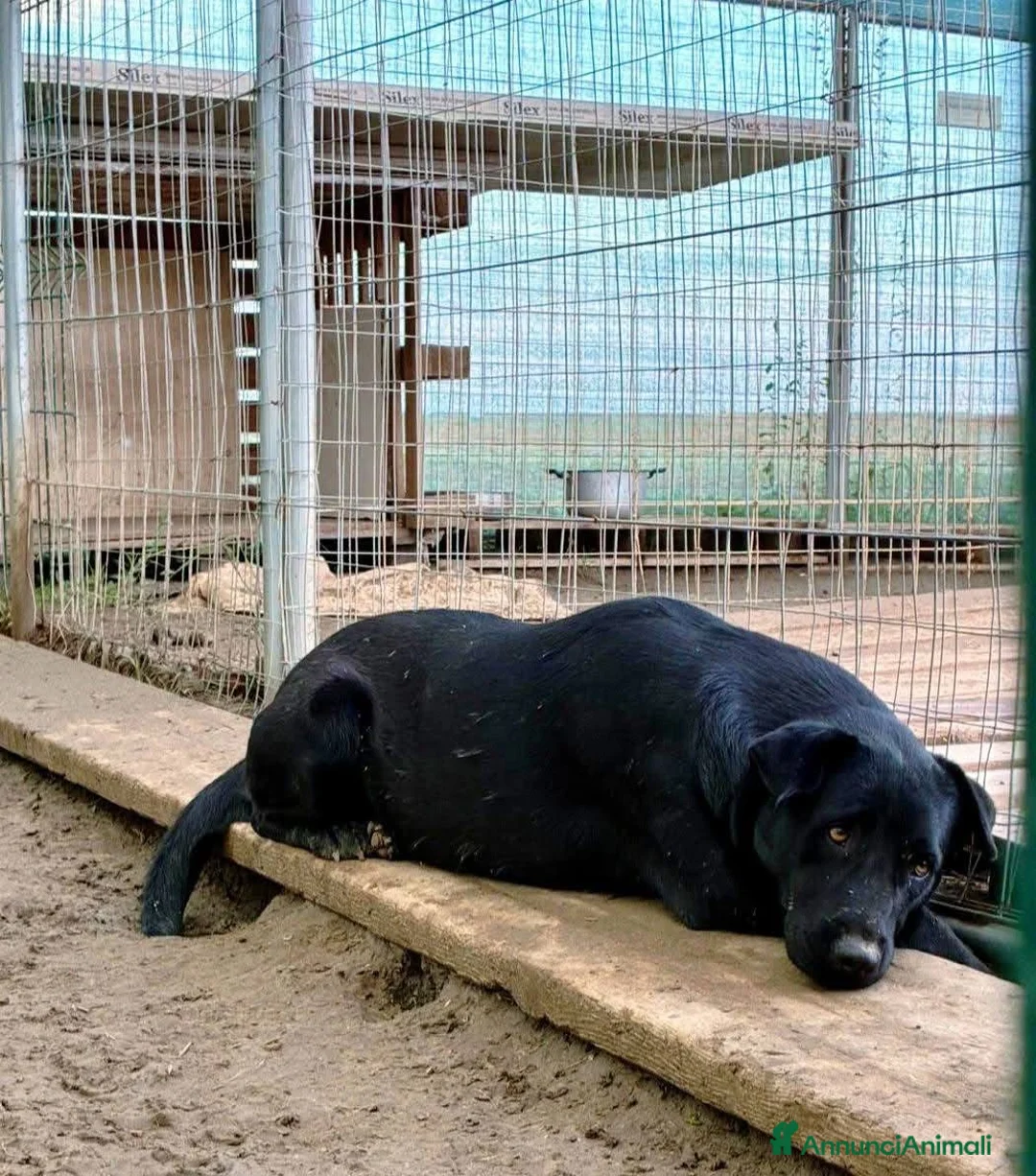 Labrador cani in regalo: Diana - Annuncio 5