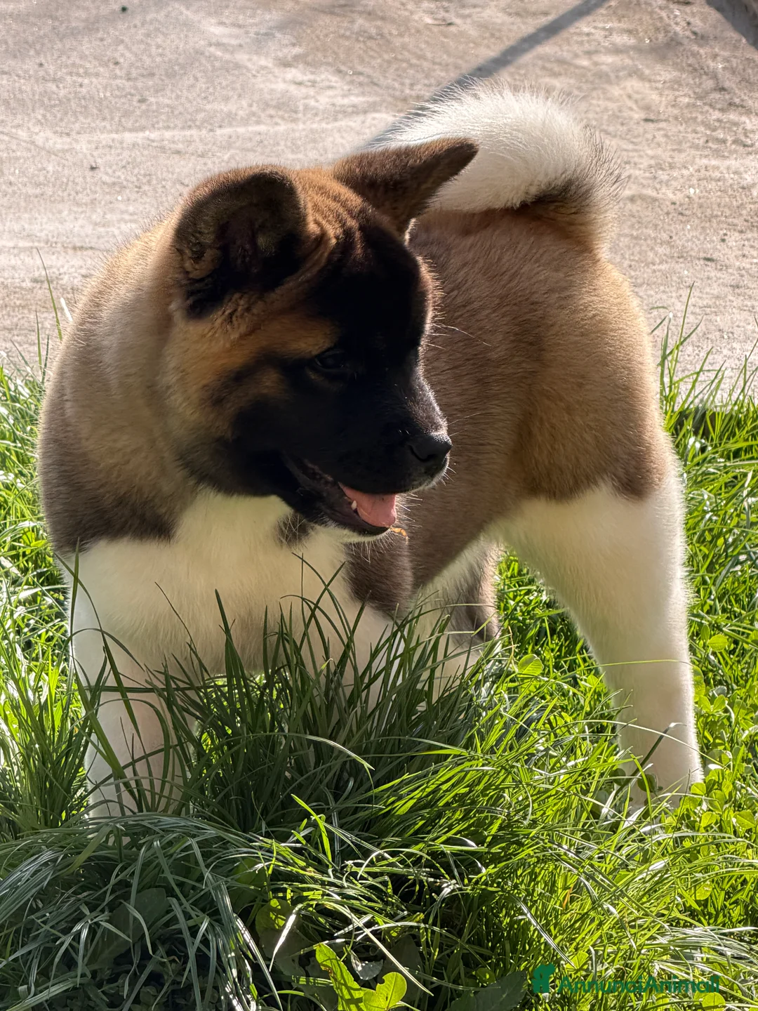Akita Americano cani in vendita: Cuccioli akita americano  - Annuncio 1