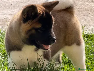 Akita Americano cani Cuccioli akita americano - Annuncio 1