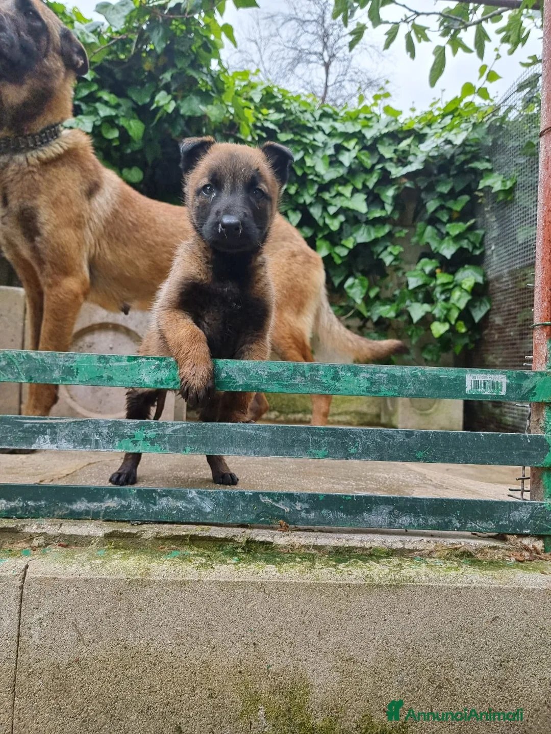 Pastore Belga cani in vendita: Pastore Belga Malinois in Puglia Campania Calabria a Città Metropolitana di Napoli - Annuncio 5