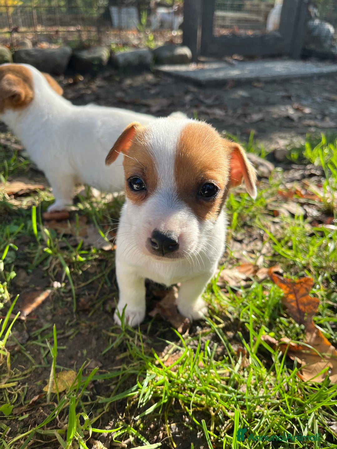 Jack Russell cani in vendita: Cuccioli di jack russell terrier  - Annuncio 4
