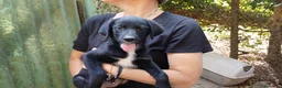 Meticcio cani in regalo: MASHA NON VUOLE CRESCERE IN CANILE, IN ADOZIONE - Annuncio 1