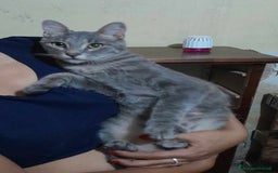 Europeo gatti in regalo: dolce elvis in regalo a Città metropolitana di Catania - Immagine 4