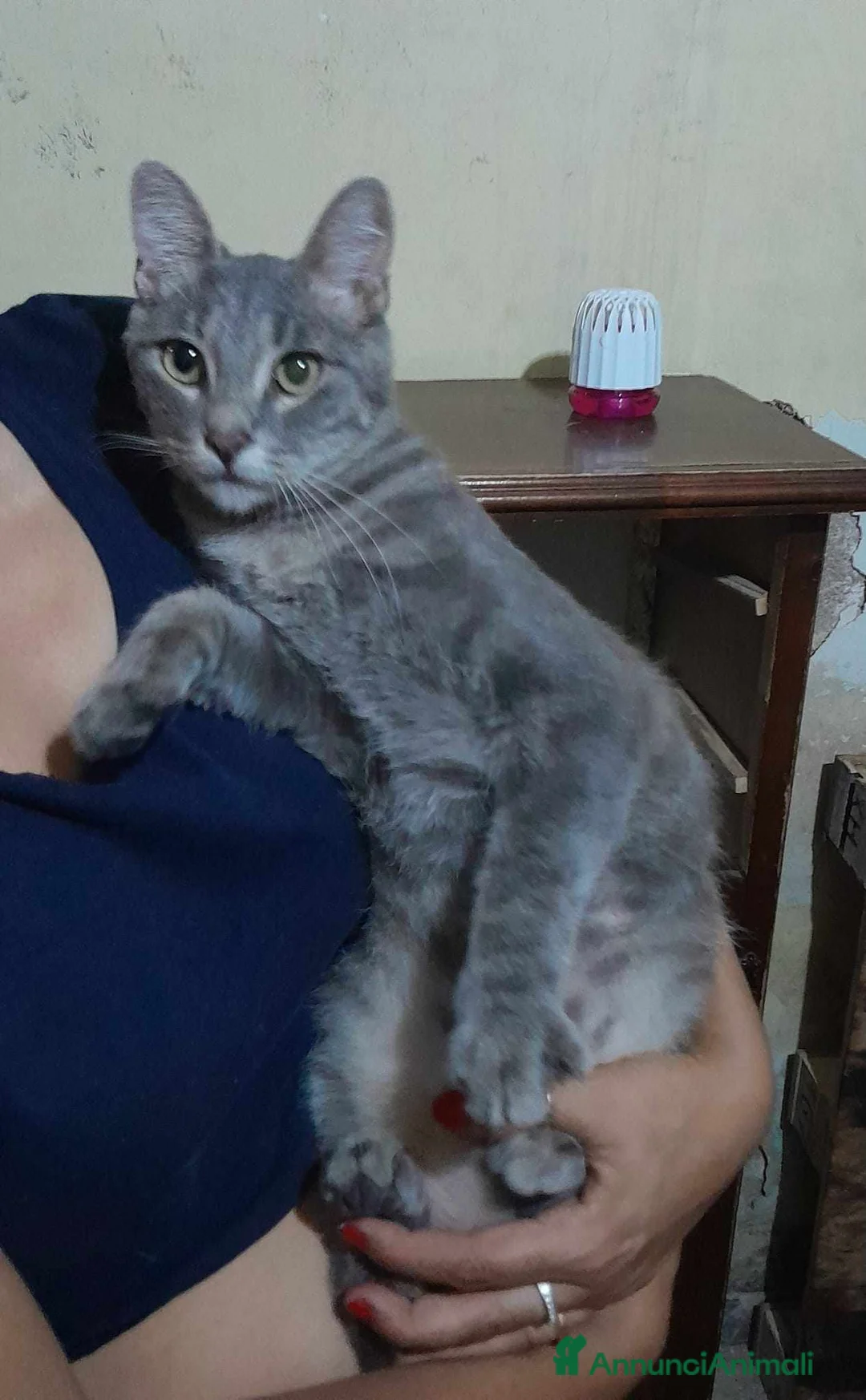 Europeo gatti in regalo: dolce elvis in regalo a Città metropolitana di Catania - Annuncio 4